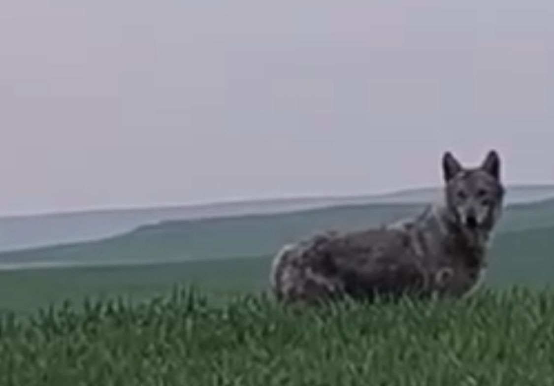 Beşiri Ovası’nda nadir anlar