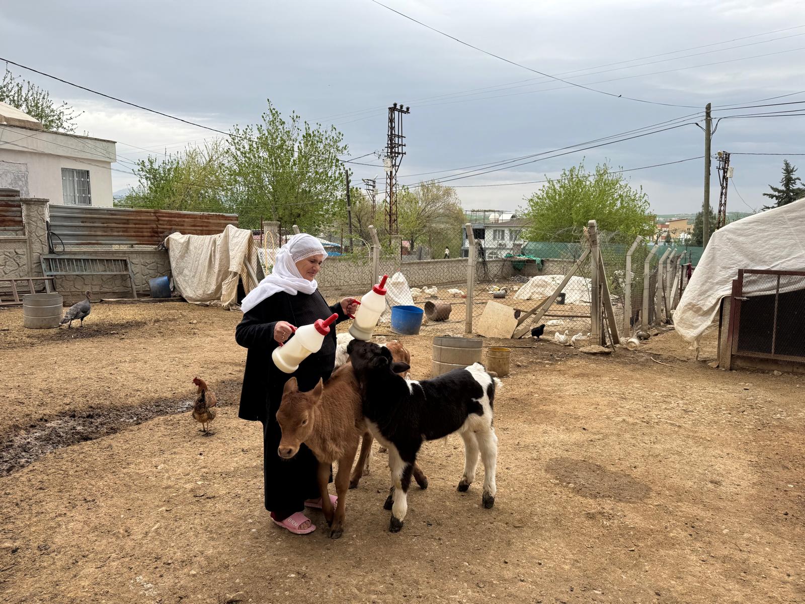 Köy halkına büyük şok! Bir gece tam 14 büyükbaş…