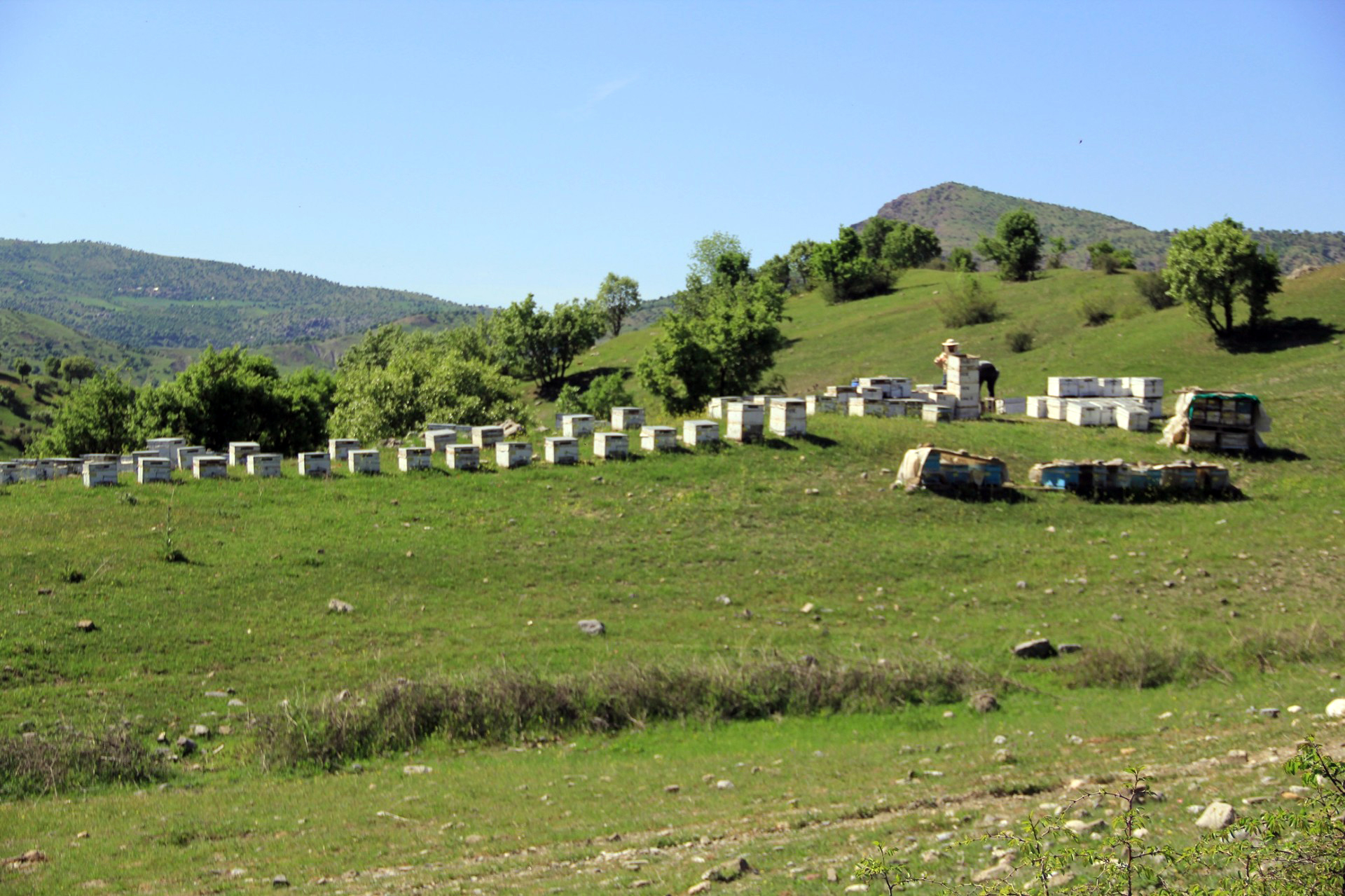 Sason’a arıcılar geri döndü