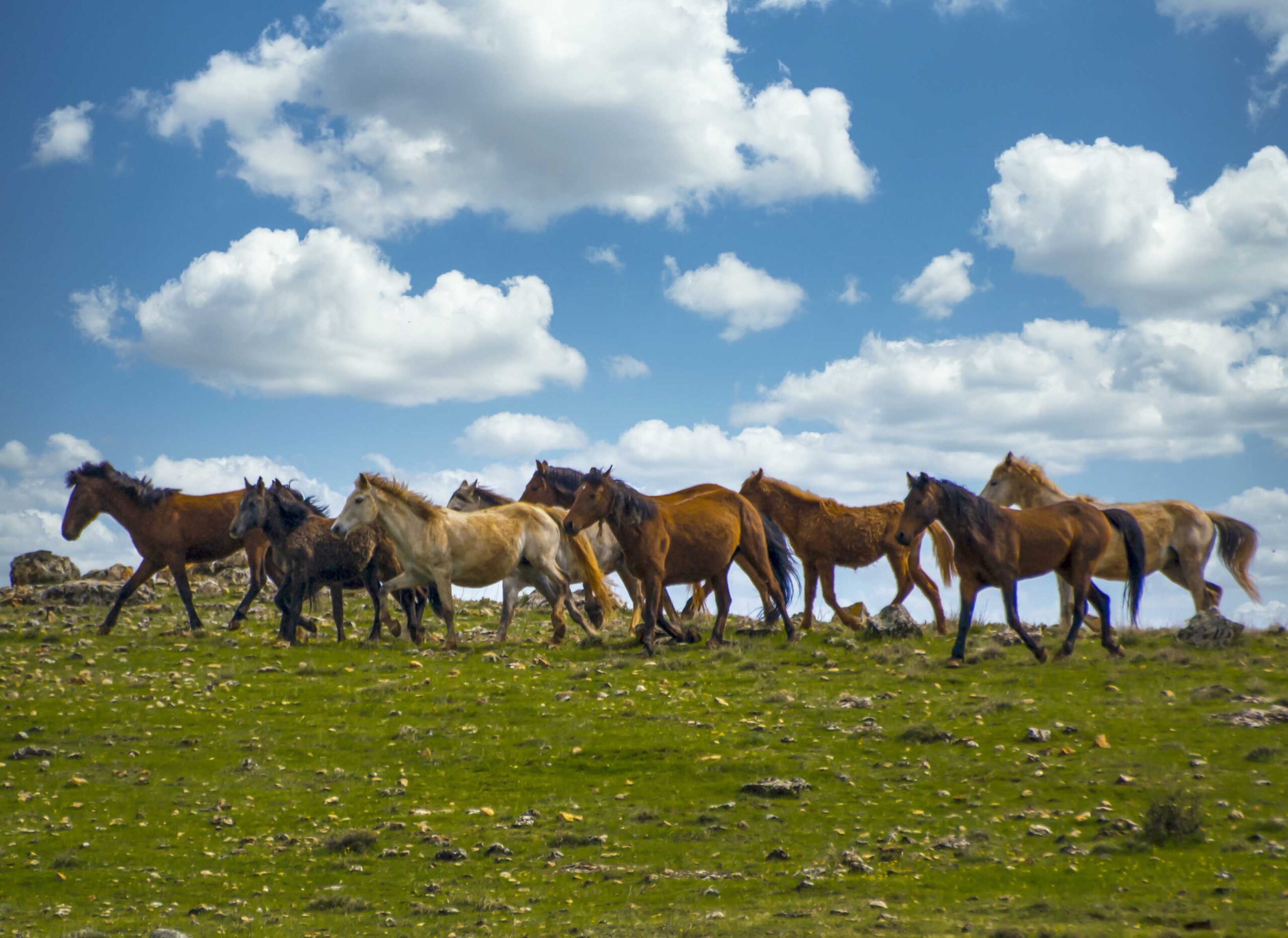 Raman’ın Özgür Ruhları: Yılkı Atları