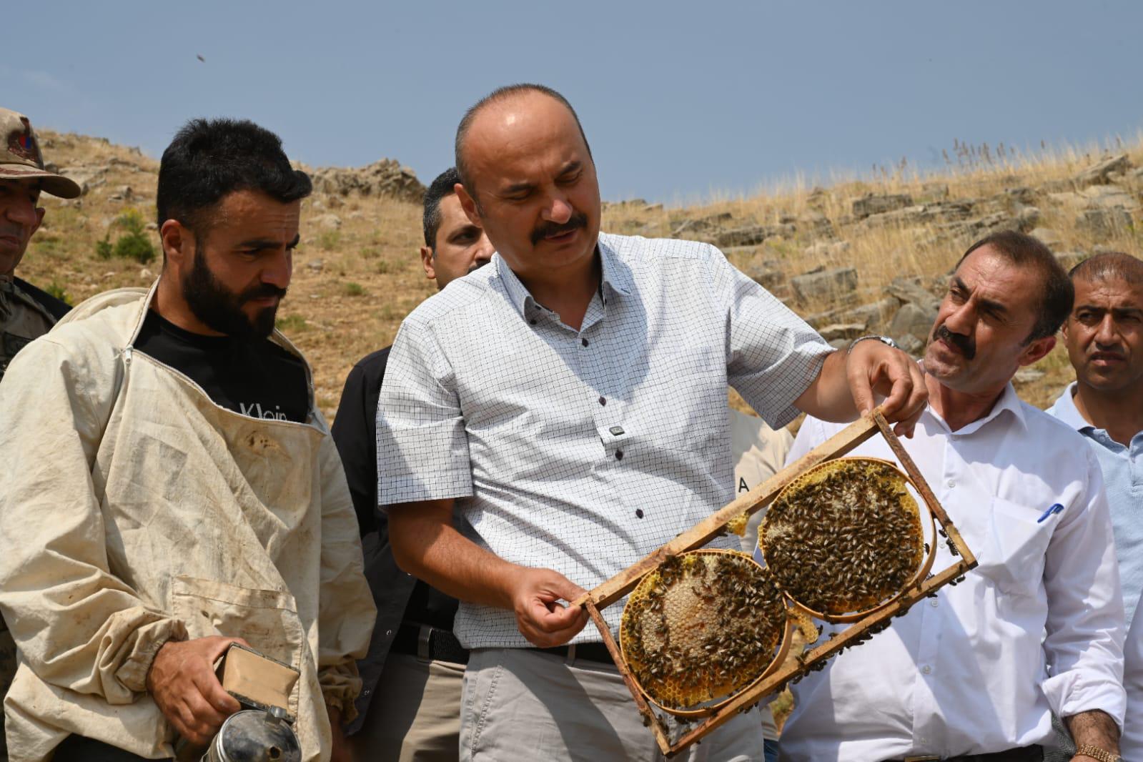 Cobet Yaylası’nda organik bal hasadı