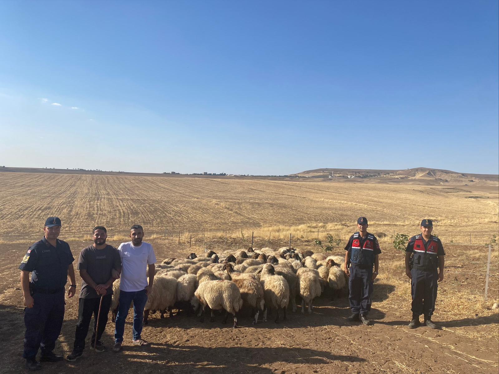 Batman’da kaybolan 104 küçükbaş hayvan bakın nasıl bulundu?