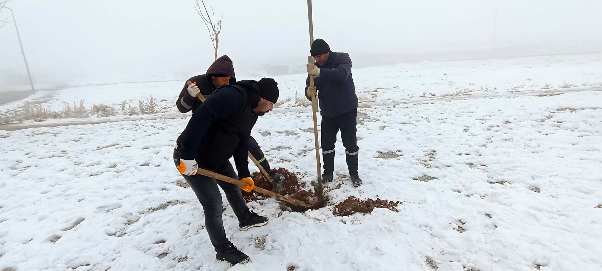 Batman’da Kardelen Mahallesi çınar ağaçlarıyla nefes alacak