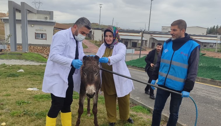 Batman’da sahipsiz eşek belediye korumasına alındı