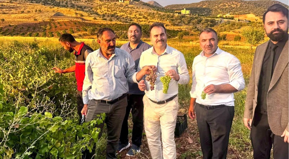 Gercüş’te binetat kuru üzüm hasadı yapıldı